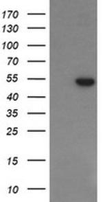 PGD Antibody in Western Blot (WB)