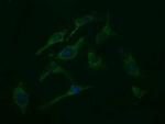 ROMO1 Antibody in Immunocytochemistry (ICC/IF)