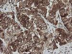 ROMO1 Antibody in Immunohistochemistry (Paraffin) (IHC (P))