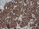 ROMO1 Antibody in Immunohistochemistry (Paraffin) (IHC (P))