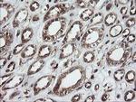 ROMO1 Antibody in Immunohistochemistry (Paraffin) (IHC (P))