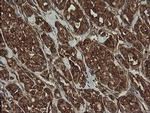 ROMO1 Antibody in Immunohistochemistry (Paraffin) (IHC (P))