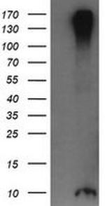 ROMO1 Antibody in Western Blot (WB)