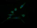 DDT Antibody in Immunocytochemistry (ICC/IF)