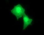 RAB24 Antibody in Immunocytochemistry (ICC/IF)