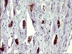 ATXN7L1 Antibody in Immunohistochemistry (Paraffin) (IHC (P))