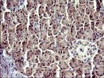 ATXN7L1 Antibody in Immunohistochemistry (Paraffin) (IHC (P))