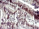 ATXN7L1 Antibody in Immunohistochemistry (Paraffin) (IHC (P))