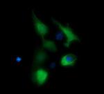 BBOX1 Antibody in Immunocytochemistry (ICC/IF)