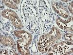 BBOX1 Antibody in Immunohistochemistry (Paraffin) (IHC (P))