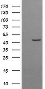 BBOX1 Antibody in Western Blot (WB)