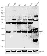 RAB21 Antibody in Western Blot (WB)