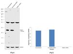 RAB21 Antibody in Western Blot (WB)