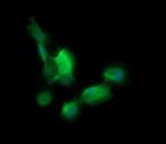 BBOX1 Antibody in Immunocytochemistry (ICC/IF)