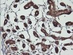 BBOX1 Antibody in Immunohistochemistry (Paraffin) (IHC (P))