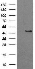 BBOX1 Antibody in Western Blot (WB)