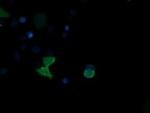 SAPK4 Antibody in Immunocytochemistry (ICC/IF)