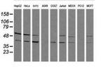 SAPK4 Antibody in Western Blot (WB)