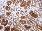 TBC1D13 Antibody in Immunohistochemistry (Paraffin) (IHC (P))