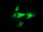 Synaptotagmin 4 Antibody in Immunocytochemistry (ICC/IF)