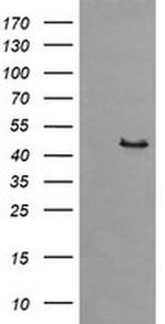 Synaptotagmin 4 Antibody in Western Blot (WB)