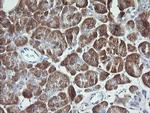 Synaptotagmin 4 Antibody in Immunohistochemistry (Paraffin) (IHC (P))