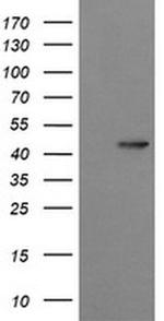 Synaptotagmin 4 Antibody in Western Blot (WB)