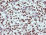 THUMPD1 Antibody in Immunohistochemistry (Paraffin) (IHC (P))