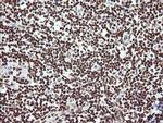 THUMPD1 Antibody in Immunohistochemistry (Paraffin) (IHC (P))