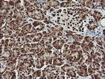 THUMPD1 Antibody in Immunohistochemistry (Paraffin) (IHC (P))