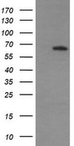 MAPK4 Antibody in Western Blot (WB)