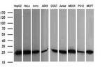 RALB Antibody in Western Blot (WB)