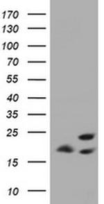 ICT1 Antibody in Western Blot (WB)