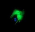 DPCD Antibody in Immunocytochemistry (ICC/IF)