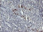 DPCD Antibody in Immunohistochemistry (Paraffin) (IHC (P))