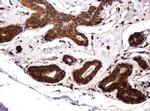 RASSF8 Antibody in Immunohistochemistry (Paraffin) (IHC (P))