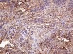 RASSF8 Antibody in Immunohistochemistry (Paraffin) (IHC (P))