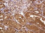 RASSF8 Antibody in Immunohistochemistry (Paraffin) (IHC (P))