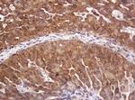 RASSF8 Antibody in Immunohistochemistry (Paraffin) (IHC (P))