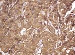 RASSF8 Antibody in Immunohistochemistry (Paraffin) (IHC (P))