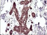 RASSF8 Antibody in Immunohistochemistry (Paraffin) (IHC (P))