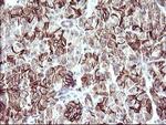 RASSF8 Antibody in Immunohistochemistry (Paraffin) (IHC (P))