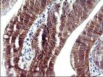 RASSF8 Antibody in Immunohistochemistry (Paraffin) (IHC (P))