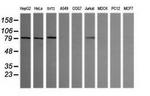 SESTD1 Antibody in Western Blot (WB)