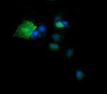 DPCD Antibody in Immunocytochemistry (ICC/IF)