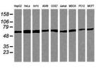 TRIM38 Antibody in Western Blot (WB)