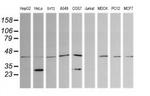 PARVA Antibody in Western Blot (WB)