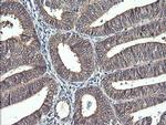 IL1F9 Antibody in Immunohistochemistry (Paraffin) (IHC (P))