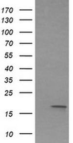 IL1F9 Antibody in Western Blot (WB)