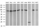 DNM1L Antibody in Western Blot (WB)